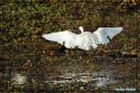 Aigrette garzette